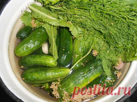 Соленые огурчики на зиму