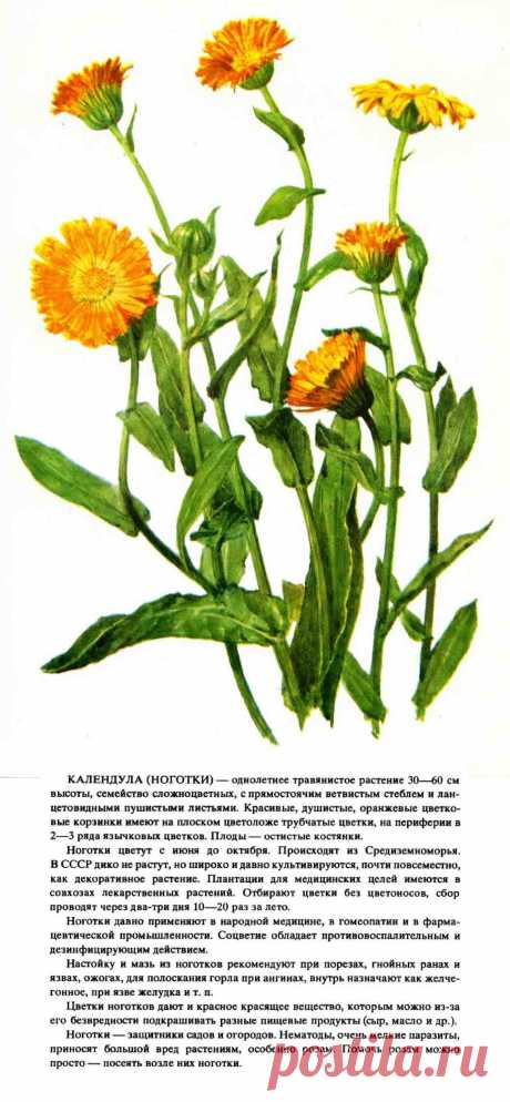 Календула (ноготки)