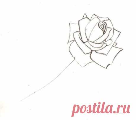 Рисуем розочку карандашом — Сделай сам, идеи для творчества - DIY Ideas