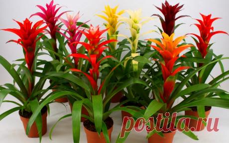 Цветок Гузмания - уход и пересадка, размножение в домашних условиях 
Комнатные растения по-прежнему остаются популярными, домовладельцы разводят их не только из-за того, что они прекрасно вписываются в любой интерьер, но также способны создать уют и комфорт в помещени…