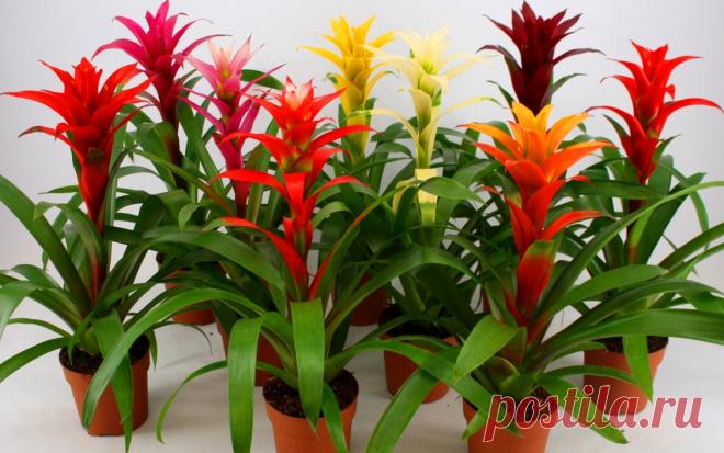 Цветок Гузмания - уход и пересадка, размножение в домашних условиях 
Комнатные растения по-прежнему остаются популярными, домовладельцы разводят их не только из-за того, что они прекрасно вписываются в любой интерьер, но также способны создать уют и комфорт в помещени…