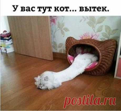 У вас тут кот...вытек