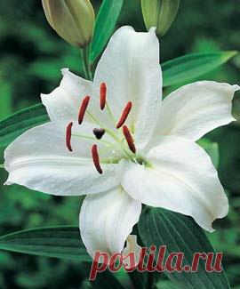 Белая лилия, лекарственные свойства, рецепты