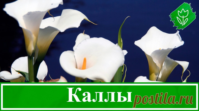 Каллы: посадка и уход в открытом грунте и домашних условиях