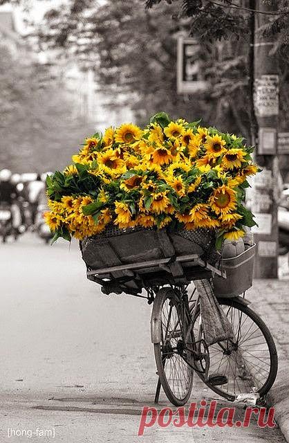 подсолнухи