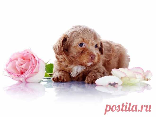 Письмо «сообщение Schamada : Обои на рабочий стол. (22:42 31-05-2014) [3907317/326373420]» — Schamada — Яндекс.Почта