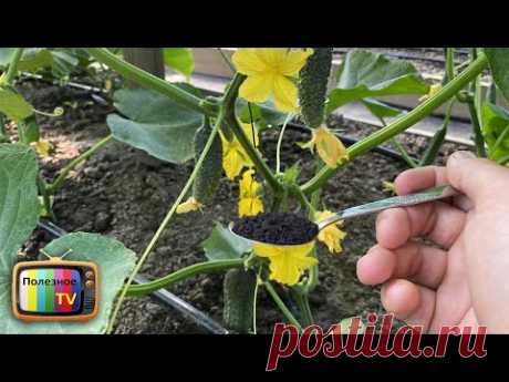 1 ложка и огурцы не желтеют и бурно плодоносят