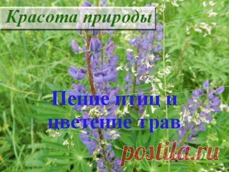 Звуки живой природы. Пение птиц и цветение трав. Июнь-2014 - YouTube