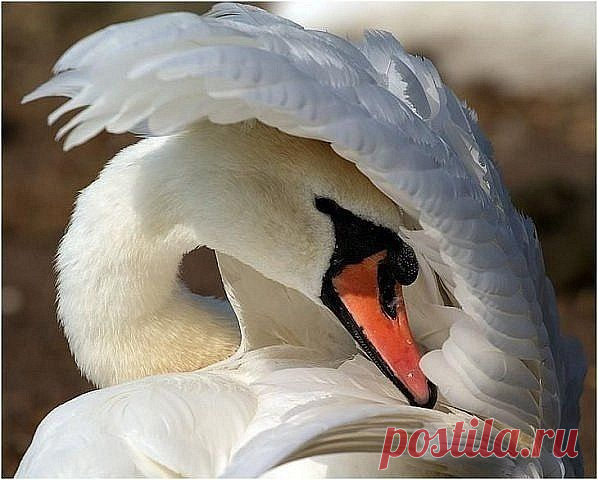 Одноклассники