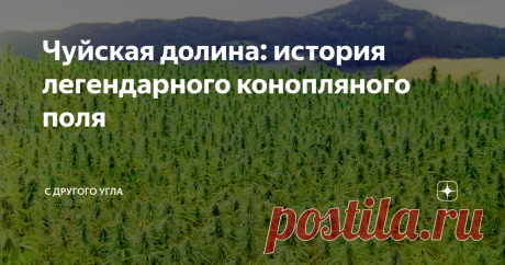 Чуйская долина: история легендарного конопляного поля Кто засадил Чуйскую долину запрещенным растением? Как среднеазиатские власти борются с наркомафией и почему конопляный лес вызвал интерес у ученых?