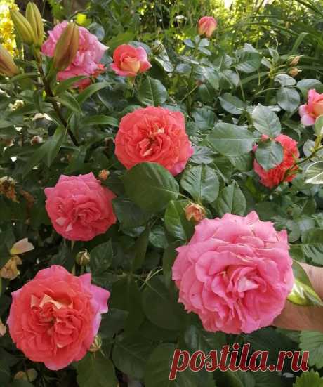 Роза Соммерзонне Sommersonne в моём саду. | Про розы, сад и путешествия | Яндекс Дзен