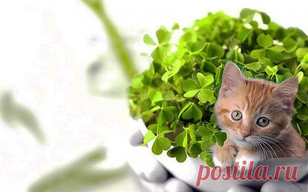 Как вырастить ваше счастливое растение.