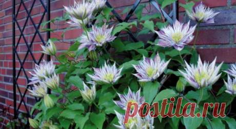 14 удивительно красивых растений, которые стоит посадить в саду — Ⴚα∂ ℨα୮০τ০Ᏸҡα