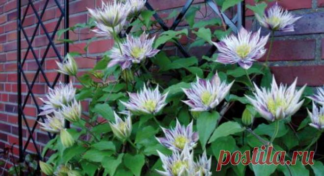 14 удивительно красивых растений, которые стоит посадить в саду — Ⴚα∂ ℨα୮০τ০Ᏸҡα