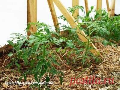 Мульчирование. Советы опытного садовода

Все мы знаем о пользе мульчирования вообще, мульчирования именно томатов, и мульчирования именно томатов именно в теплице особенно. Как, вы не знаете о пользе мульчирования?.. Фи, какой моветон))). Ну что же, тогда не вдаваясь в подробности и не влезая в дебри, поведаем вам.

Что такое мульчирование? Мульчирование - это когда земля на грядках чем-то закрыта. Нет, не ковром сочных зеленых сорняков. А например, слоем сена или картонны...