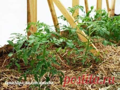 Мульчирование. Советы опытного садовода

Все мы знаем о пользе мульчирования вообще, мульчирования именно томатов, и мульчирования именно томатов именно в теплице особенно. Как, вы не знаете о пользе мульчирования?.. Фи, какой моветон))). Ну что же, тогда не вдаваясь в подробности и не влезая в дебри, поведаем вам.

Что такое мульчирование? Мульчирование - это когда земля на грядках чем-то закрыта. Нет, не ковром сочных зеленых сорняков. А например, слоем сена или картонны...