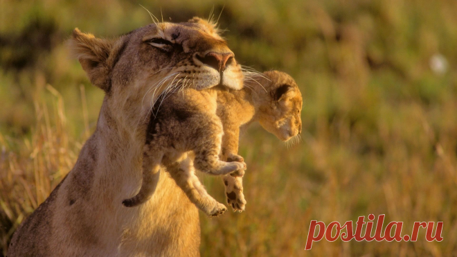 Download Lion Animal Baby Amazing Mother Wallpaper 1920x1080 | Full HD Wallpapers