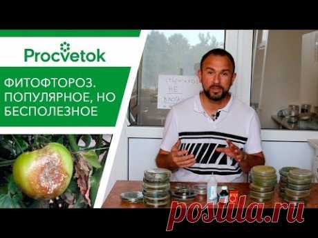 Фитофтора томатов и картофеля. 25 минут на знания или годы на бесполезные супер-средства? - YouTube