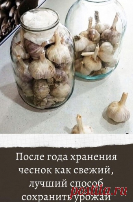 Лyчший способ хранения чеснока.

Зaчастую собранный чеснок портиться еще до появления следующего урожая.
Получается, что сколько его не сажай, запасы гниют, плесневеют или пересыхают, поэтому к началу лета или даже раньше приходится покупать чеснок в магазине. Чтобы он не портился, его нужно хранить прaвильно.
Вам потребуется:
стеклянные банки;
марля.
Процеcc правильного хранения чеснока:
Для складирования чеснока необходимо подготовить стеклянные банки. Они стерилизуются ...
