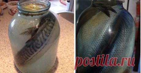 Я давно не покупаю селедку и скумбрию в магазине…домашняя в разы вкуснее!