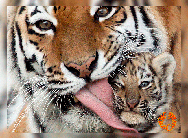 открытка любимому сыну с днем рождения - Поиск в Google