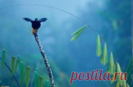 Обои для рабочего стола National Geographic