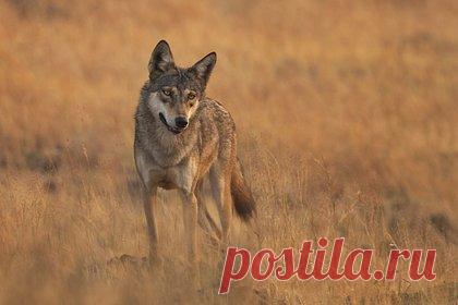 Волки-людоеды напали на пятилетнего мальчика и съели его руки