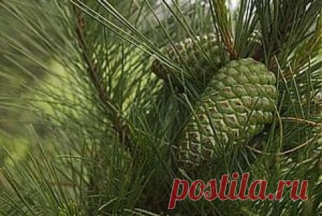 ВАРЕНЬЕ ОТ ЛЯМБЛИЙ..