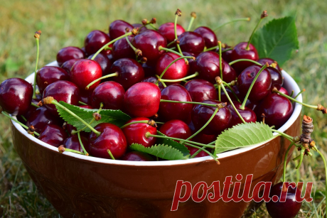 Пора собирать шпанку и делать вишневку.