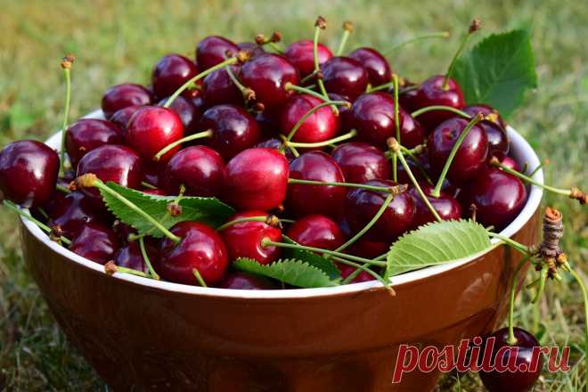 Пора собирать шпанку и делать вишневку.