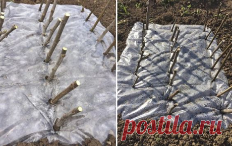 Кто-то из садоводов-огородников для лучшего укоренения черенков использует мох-сфагнум, кто-то обрабатывает растения перед посадкой народными средствами вроде меда, дрожжей или сока алоэ. Я же…