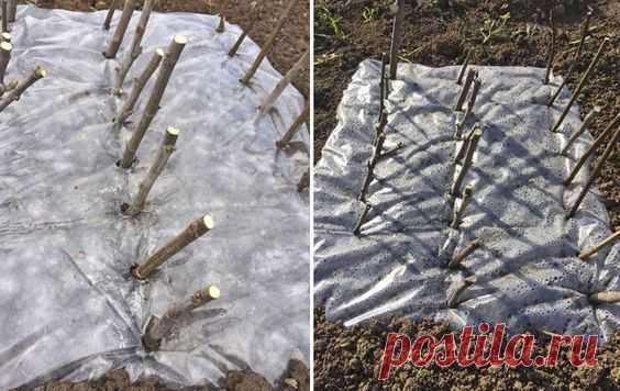 Кто-то из садоводов-огородников для лучшего укоренения черенков использует мох-сфагнум, кто-то обрабатывает растения перед посадкой народными средствами вроде меда, дрожжей или сока алоэ. Я же…