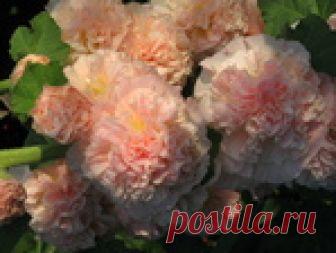 Серия книг «М. Мюллер и сын» на РУССКОМ ЯЗЫКЕ