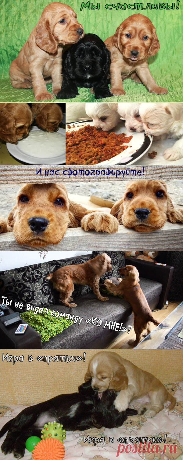 ПОЧТИ ВСЁ О СОБАКАХ (Галина Леонова)