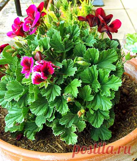 Фото королевской пеларгонии и уход за растением дома