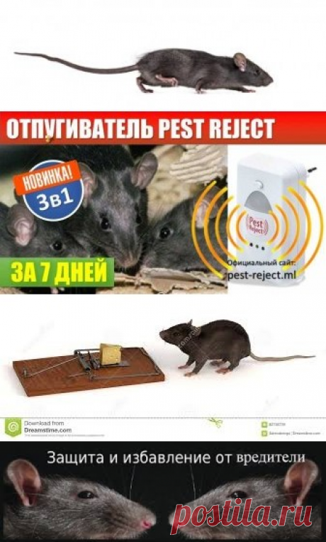 Абсолютно безопасен для детей, домашних животных и растений
Испуская низкочастотные волны, он не вызывает дискомфорта у людей, домашних питомцев: собак, кошек, птиц, ящериц и других животных и никак не влияет на растения


Эффективно воздействует на большие площади
Действие отпугивателя охватывает площадь до 80 м2. Подключив его в одной комнате, можно защитить весь дом и даже прилегающий участок


Не нужно убирать мертвых тараканов и насекомых
Благодаря тому, что тараканы,...