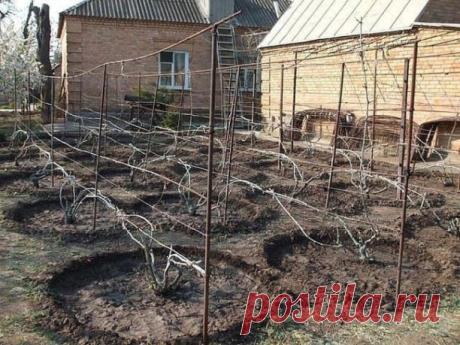 СЕКРЕТЫ ЕЖЕГОДНОЙ УРОЖАЙНОСТИ ЛОЗЫ: СОВЕТЫ НАЧИНАЮЩИМ ВИНОГРЯДАРЯМ

Сообщество Дачный мир - полезные советы и идеи для дачи, сада и огорода каждый день!

Выбор сортов для посадки – главная задача по важности. Я сам вначале впопыхах посадил те, которые считал лучшими. Кисти их были крупными, фотографии – самые яркие, которые увидел в интернете. Поэтому теперь советую всем для начала обойтись пятью кустами: столовыми четырьмя (белый, черный, розовый, кишмиш) и одним кустиком...