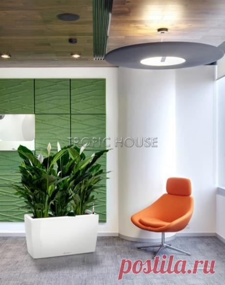 в стильном кашпо: купить с доставкой по Москве и МО