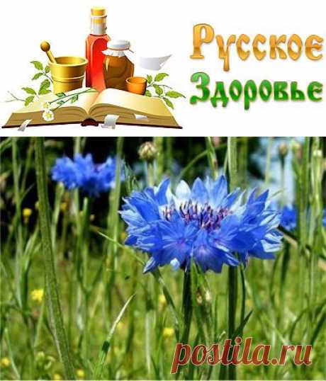 Что лечит василек?