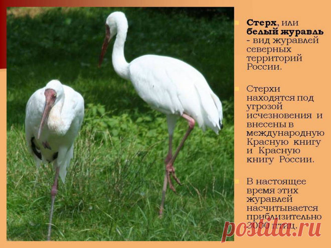 0004-004-Sterkh-ili-belyj-zhuravl-vid-zhuravlej-severnykh-territorij-Rossii.jpg (960×720)