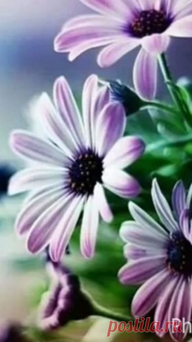 ROMANCE – Сообщество – Google+