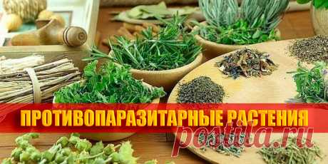 ПРОТИВОПАРАЗИТАРНЫЕ РАСТЕНИЯ | Полезные советы