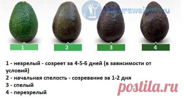 Польза и вред авокадо: как едят правильно