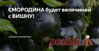 СМОРОДИНА будет величиной с ВИШНУ! Привет, друзья!
Мне не терпится поделиться с вами секретом выращивания смородины огромного размера, а помогут  нам в этом всего лишь простые картофельные очистки!
Я была очень удивлена, когда узнала, что оказывается картофельные очистки это самая лучшая подкормка  для куста смородины.
Как все мы знаем - в очистках картошки содержится крахмал, а смородина его ооочень любит и поэтому дает ягоды  раз