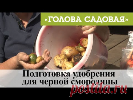 Голова садовая - Подготовка удобрения для черной смородины