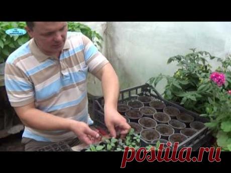 БАЗИЛИК-выращивание базилика!