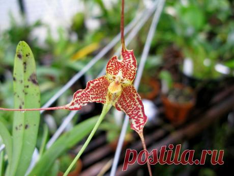 Орхидея дракула — особенная во всём. Уход в домашних условиях. Фото — Ботаничка.ru