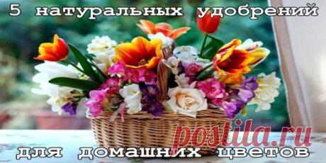 5 натуральных удобрений для домашних цветов./Здоровье / Узнал сам - расскажи другому.