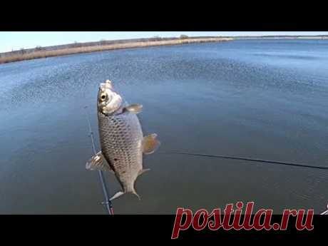 Ловля плотвы поймал отпусти | Рыбалка на поплавок | Fishing - YouTube