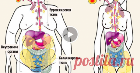 Внимание! Это простое аптечное средство поможет вам быстро сбросить лишние килограммы!